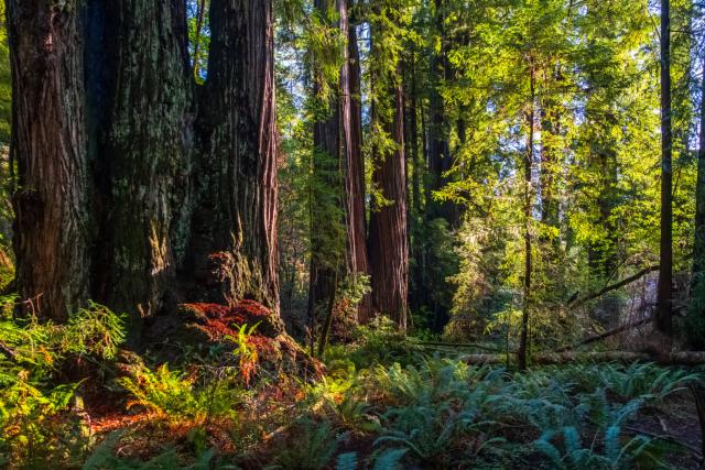 The sun shines through trees and a ferny forest. [Fuji X-T5 / Tamron 18-300]