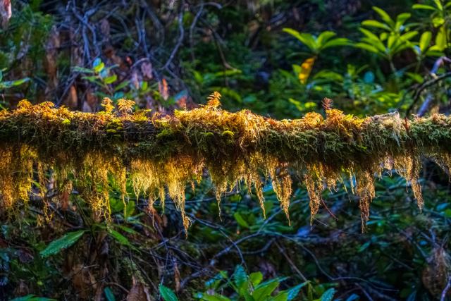 Moss covers a fallen branch. [Fuji X-T5 / Tamron 18-300]