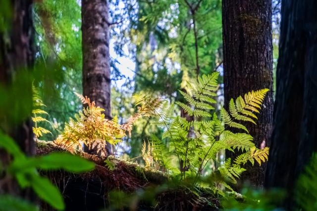 Ferns lit by the sun amidst greenery. [Fuji X-T5 / Tamron 18-300]