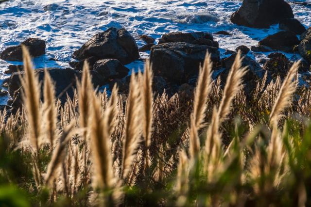 Brown grasses stand in front of the sea. [Fuji X-T5 / Tamron 18-300]