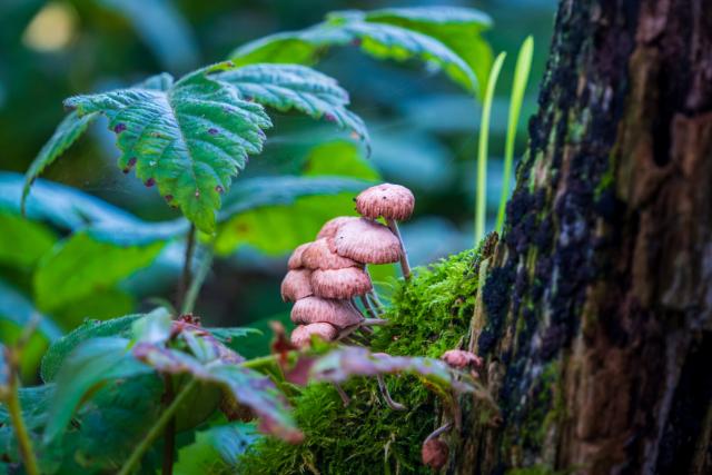 Little fungi grow under a green leaf. [Fuji X-T5 / Tamron 18-300]