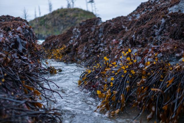 Little seaweeds around a channel of water. [Fuji X-T5 / Fuji 35 1.4]