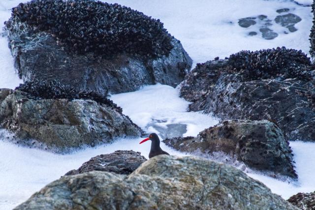 A bird and mussels sit on rocks amidst the sea. [Fuji X-T5 / Tamron 18-300]