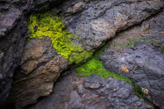 Algae on a rocky wall. [Fuji X-T5 / Tamron 18-300]