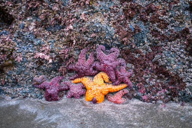 Sea stars - most burgundy but one orange - cling to a rock in the sea. [Fuji X-T5 / Tamron 18-300]