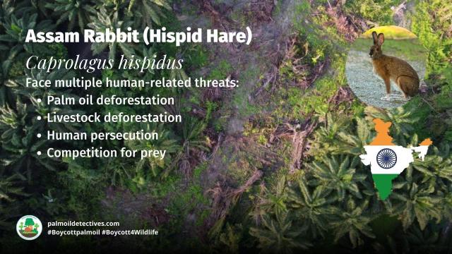 #Assam Rabbits 🐰🐇 AKA Hispid Hares are regal and rare, they're endangered by many threats incl. #palmoil #deforestation in #Assam, #India 🇮🇳🪷 Help them and #Boycottpalmoil 🌴🚜🔥🧐🙊⛔️ #Boycott4Wildlife in the supermarket @palmoildetect https://palmoildetectives.com/2023/05/21/assam-rabbit-hispid-hare-caprolagus-hispidus/?utm_source=mastodon&utm_medium=Palm+Oil+Detectives&utm_campaign=publer 