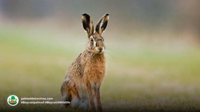 #Assam Rabbits 🐰🐇 AKA Hispid Hares are regal and rare, they're endangered by many threats incl. #palmoil #deforestation in #Assam, #India 🇮🇳🪷 Help them and #Boycottpalmoil 🌴🚜🔥🧐🙊⛔️ #Boycott4Wildlife in the supermarket @palmoildetect https://palmoildetectives.com/2023/05/21/assam-rabbit-hispid-hare-caprolagus-hispidus/?utm_source=mastodon&utm_medium=Palm+Oil+Detectives&utm_campaign=publer 