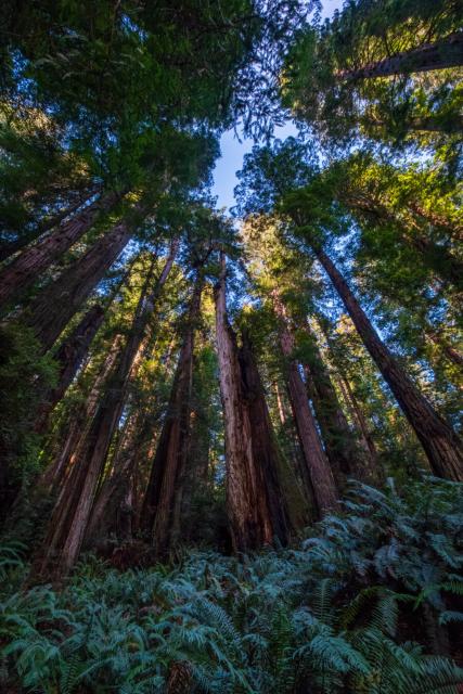 Redwoods grow over the ferny forest floor. [Fuji X-T5 / Fuji 10-24]