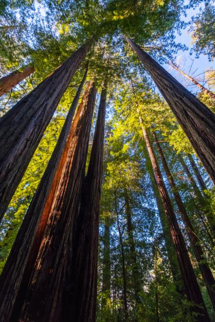 Trees climb toward the sky. [Fuji X-T5 / Tamron 18-300]