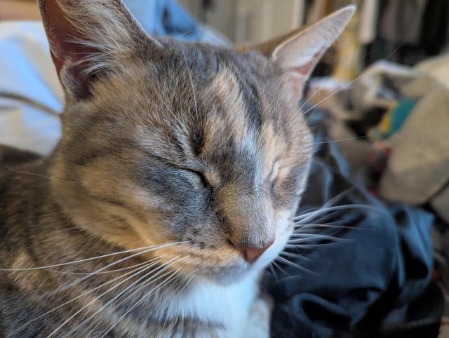 Muted calico Kitty sits with eyes closed, indicating she is relaxed