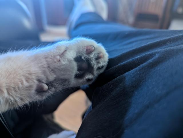 Calico Kitty paw- enlarged to show texture