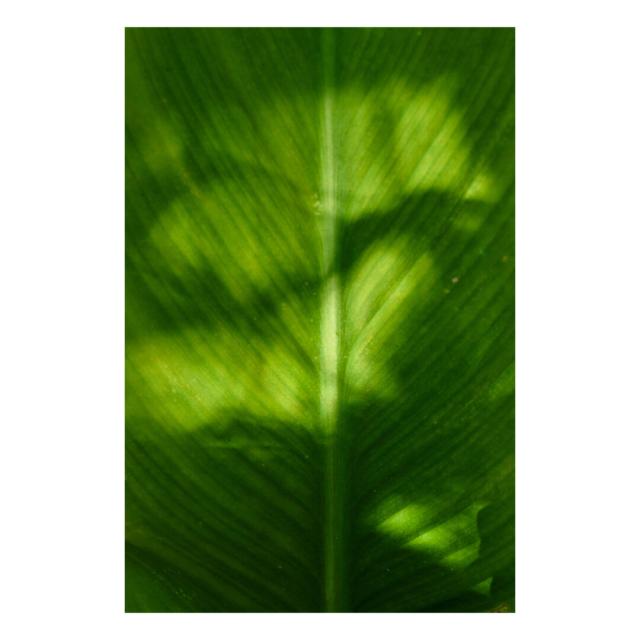 Photograph of a large green leaf of a plant