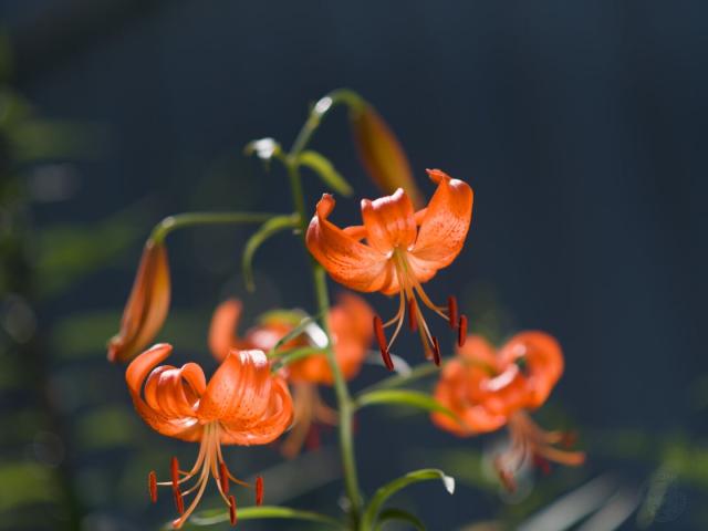 The image depicts a close-up view of three vibrant orange lily flowers in full bloom. The flowers are the main focus, with their bright color contrasting against the dark background. Each flower is attached to its own stem. The stems are thin and delicate, adding a sense of elegance to the scene. In the blurred background, there are hints of green leaves that provide a natural backdrop for the flowers.