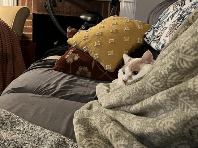 A peeved looking orange and white cat half wrapped in a soft green blanket. Only his little seething face is visible 