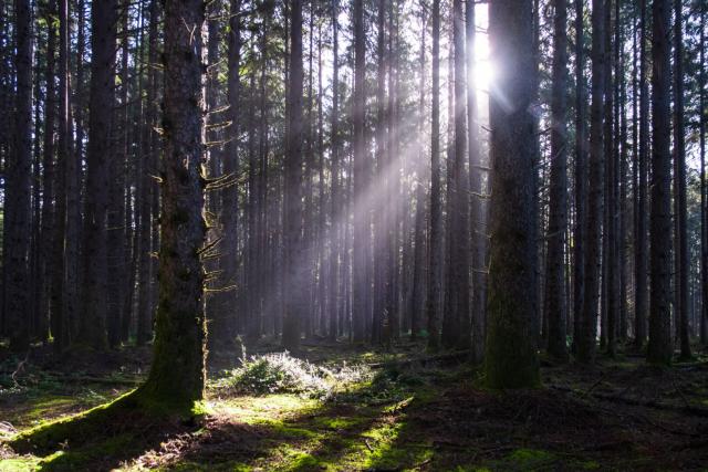 The sun streams between trees in a large forest. [Fuji X-T5 / Tamron 18-300]