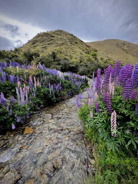A pristine stream winds over orange and grey stones splitting a roadside field of wild lupine in full bloom. Deep indigo and bright violet, soft peach, white and yellow flowers mixing together. You can’t see the smell, but it was glorious. A dark moody sky that was the harbinger of a yet to arrive deluge frames the knobby hills in the background. Zooming in, dozens of sheep graze the hilly paddock, none the wiser to our sporadic jumping of the roadside fence and trespass into their ethereal home. New Zealand as fuck.