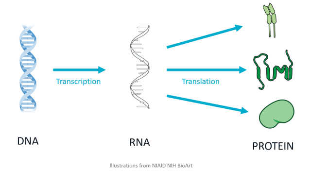 A diagram showing protein sythesis from DNA (left side) through transcription to RNA (middle) to translation of proteins (right). The illustration shows stylised molecules.