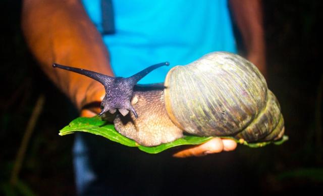A very large sinistral snail on someone's hand