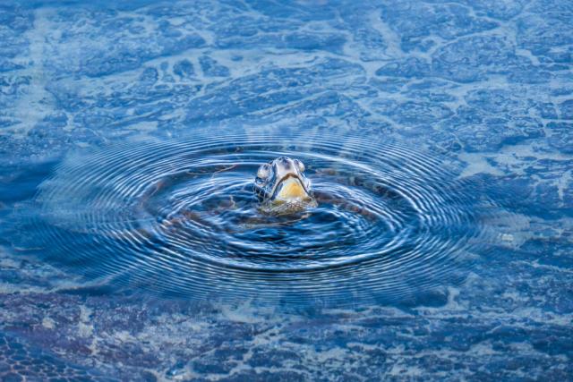 A turtle's snouts sticks above the water, making ripples. [Fuji X-T5 / Tamron 18-300]
