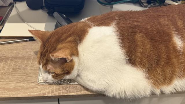 An orange  and white cat in full loaf protest mode on my keyboard.