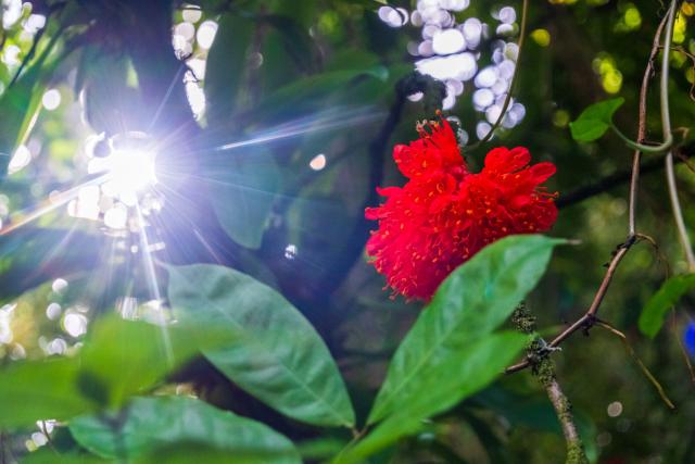 The sun shines in at a red flower amidst greenery. [Fuji X-T5 / Tamron 18-300]