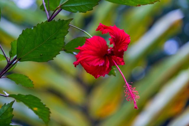 A red flower amidst greenery. [Fuji X-T5 / Tamron 18-300]