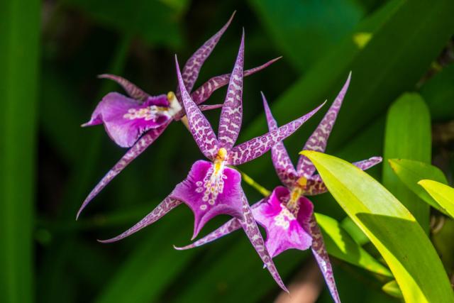 Purple flowers with neat spikes. [Fuji X-T5 / Tamron 18-300]