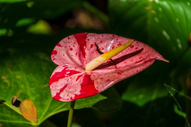 A plant with a neat red and pink spotted "bucket". [Fuji X-T5 / Tamron 18-300]