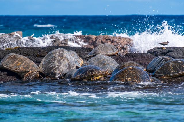 Several turtles on a rock, with the sea "fore and aft". [Fuji X-T5 / Tamron 18-300]