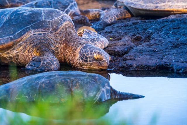 Turtles resting their little selves in a tidepool. [Fuji X-T5 / Tamron 18-300]