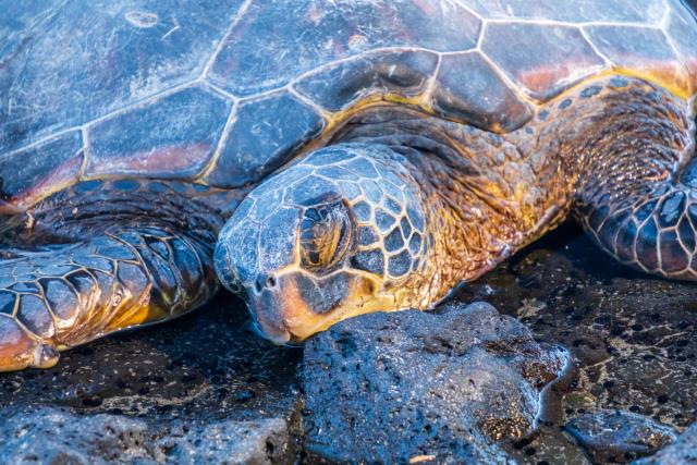A close-up of a turtle resting its head on a rock. [Fuji X-T5 / Tamron 18-300]