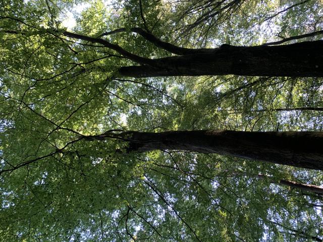 Zwei Bäume von unten gesehen.