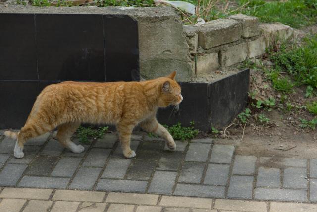 The image depicts a ginger cat walking on the sidewalk, moving towards the right side of the frame. The cat's fur is a mix of orange and white colors, contrasting with its black paws. The background features a brick wall and some plants, adding to the urban setting.