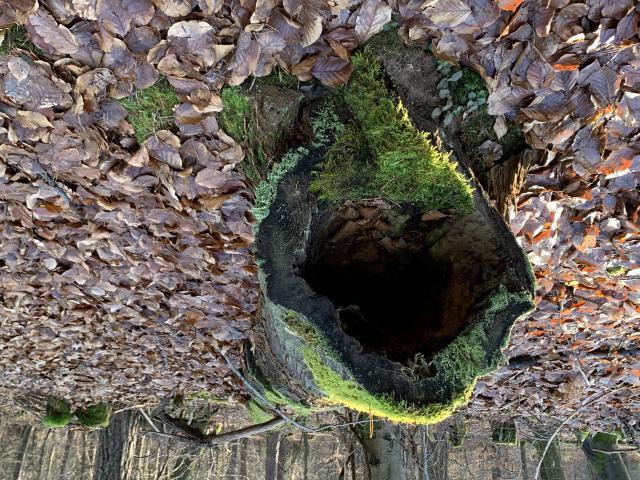 Ein Baumstamm liegt auf dem Waldboden. Die Ansicht ist von vorne auf den ausgehöhlten Stamm, der außen mit Moos bewachsen ist. Im hohlen Baumstamm liegen trockene welke Blätter. Die Sonne scheint von links, das Moos leuchtet dadurch am linken Rand sehr hellgrün. A tree trunk lies on the forest floor. The view is from the front of the hollowed-out trunk, which is covered with moss on the outside. Dry, withered leaves lie in the hollow tree trunk. The sun is shining from the left, causing the moss on the left edge to glow a very bright green