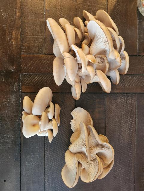 Three flushes of mushrooms on a table