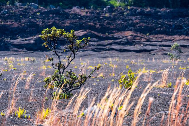 A green plant amidst black rock, with out-of-focus grasses in the foreground. [Fuji X-T5 / Tamron 18-300]