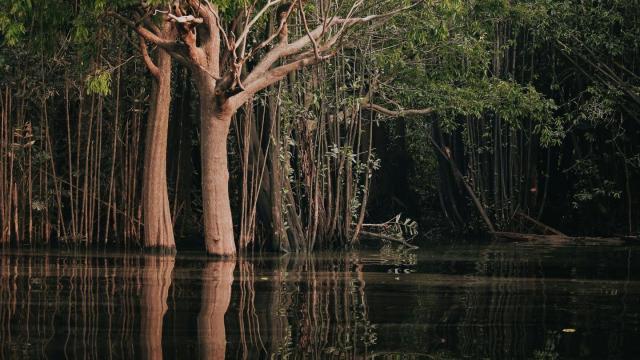 #News: Ancient Amazonians lived in harmony with forests for millennia 🧐🌳 Research finds Indigenous-led systems thrived using canals and diverse diets. We MUST learn their ancient wisdom or face our own destruction 🌴☠️🚫 #Archaeology  #BoycottPalmOil https://connectsci.au/news/news-parent/7103/How-Indigenous-peoples-lived-in-the-southwestern?searchresult=1&utm_source=mastodon&utm_medium=Palm+Oil+Detectives&utm_campaign=publer