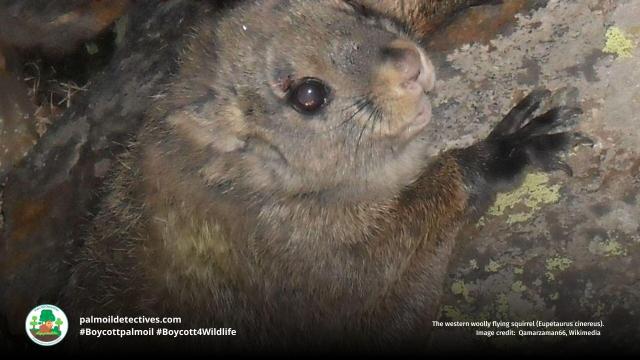 The fluffy and rare Woolly Flying #Squirrel 🦦🌳 glides 100s of metres in forests of #Pakistan 🇵🇰 and #India 🇮🇳They're #endangered by #deforestation and human persecution 😿 Help them to survive and #Boycott4Wildlife industries destroying their home https://palmoildetectives.com/2021/02/05/woolly-flying-squirrel-eupetaurus-cinereus/?utm_source=mastodon&utm_medium=Palm+Oil+Detectives&utm_campaign=publer 