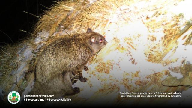 The fluffy and rare Woolly Flying #Squirrel 🦦🌳 glides 100s of metres in forests of #Pakistan 🇵🇰 and #India 🇮🇳They're #endangered by #deforestation and human persecution 😿 Help them to survive and #Boycott4Wildlife industries destroying their home https://palmoildetectives.com/2021/02/05/woolly-flying-squirrel-eupetaurus-cinereus/?utm_source=mastodon&utm_medium=Palm+Oil+Detectives&utm_campaign=publer 