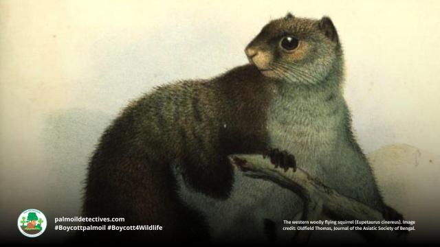 The fluffy and rare Woolly Flying #Squirrel 🦦🌳 glides 100s of metres in forests of #Pakistan 🇵🇰 and #India 🇮🇳They're #endangered by #deforestation and human persecution 😿 Help them to survive and #Boycott4Wildlife industries destroying their home https://palmoildetectives.com/2021/02/05/woolly-flying-squirrel-eupetaurus-cinereus/?utm_source=mastodon&utm_medium=Palm+Oil+Detectives&utm_campaign=publer 