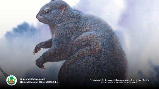 The fluffy and rare Woolly Flying #Squirrel 🦦🌳 glides 100s of metres in forests of #Pakistan 🇵🇰 and #India 🇮🇳They're #endangered by #deforestation and human persecution 😿 Help them to survive and #Boycott4Wildlife industries destroying their home https://palmoildetectives.com/2021/02/05/woolly-flying-squirrel-eupetaurus-cinereus/?utm_source=mastodon&utm_medium=Palm+Oil+Detectives&utm_campaign=publer 