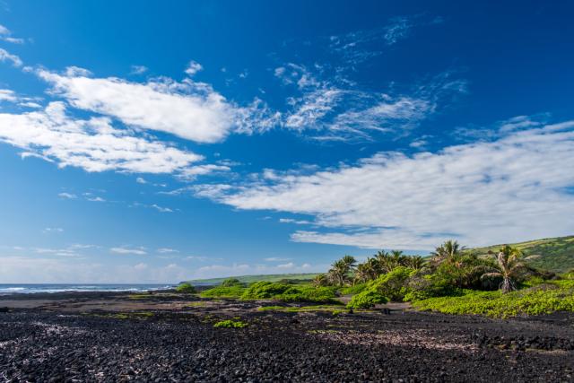 Palm trees and black rocks under blue skies. [Fuji X-T5 / Tamron 18-300]