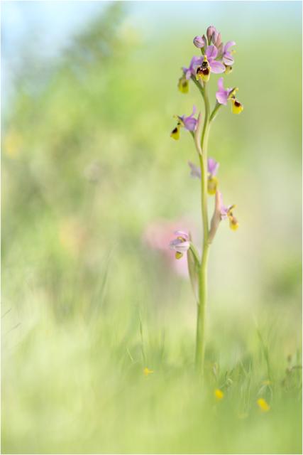 Orchidee mit mehreren rosa-gelb-braunen Blüten locker am Stängel verteilt steht in der rechten Bildhälfte, umgeben von unscharfen hellgrünen Gräsern und einzelnen gelben Blüten im Vordergrund, im Hintergrund unscharfe, helle Grüntöne lichter Vegetation