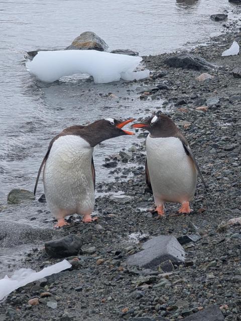 Two penguins on a rocky beach looking at each other while one opens its mouth widely and looks like it's shouting at the other