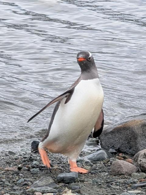 A penguin on a Rocky Beach leaning to the side with one leg raised slightly behind it and looking at the camera in a very amusing pose