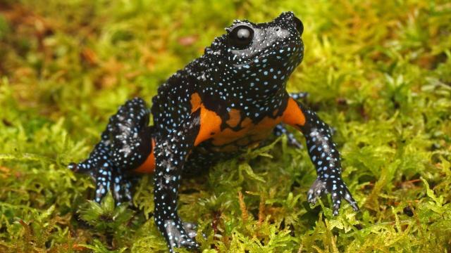 #News: Rare Galaxy #Frogs disappear due to reckless behaviour by photographers! 🧐🐸 Their home in Western Ghats #India is being destroyed for #palmoil. Now human vanity is killing off irreplaceable species. 🌴☠️🚫 #Boycott4Wildlife  @palmoildetect.bsky.social https://www.theguardian.com/environment/2025/dec/17/galaxy-frogs-disappear-photographers-habitat-kerala?utm_source=mastodon&utm_medium=Palm+Oil+Detectives&utm_campaign=publer
