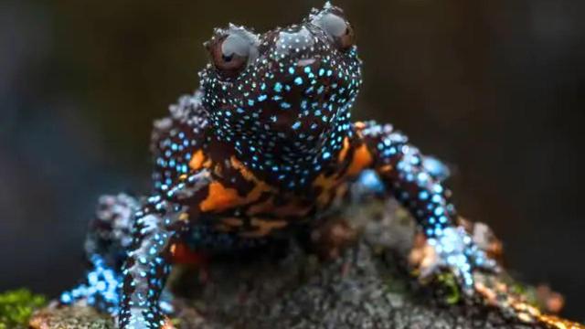 #News: Rare Galaxy #Frogs disappear due to reckless behaviour by photographers! 🧐🐸 Their home in Western Ghats #India is being destroyed for #palmoil. Now human vanity is killing off irreplaceable species. 🌴☠️🚫 #Boycott4Wildlife  @palmoildetect.bsky.social https://www.theguardian.com/environment/2025/dec/17/galaxy-frogs-disappear-photographers-habitat-kerala?utm_source=mastodon&utm_medium=Palm+Oil+Detectives&utm_campaign=publer
