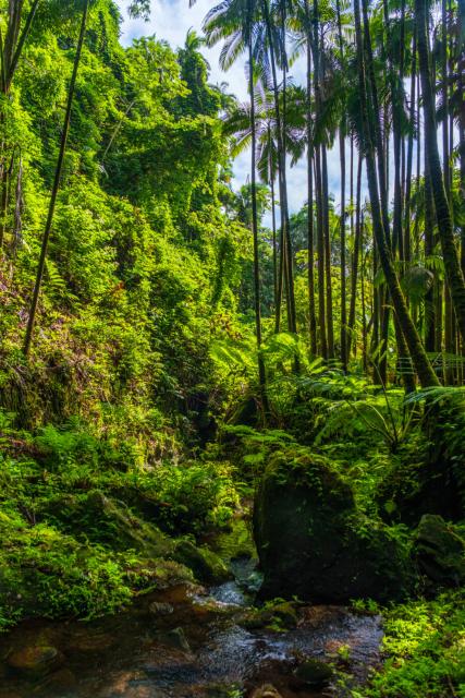 A little river runs amidst ferns and palm trees. [Fuji X-T5 / Tamron 18-300]