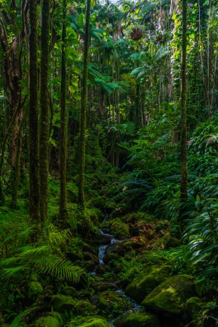 A small stream runs through extremely green greenery. [Fuji X-T5 / Tamron 18-300]