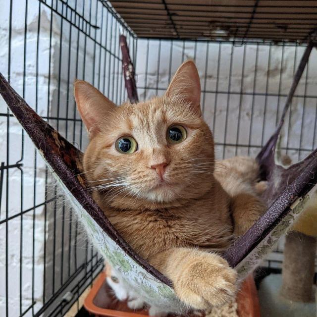 A ginger tabby cat with bright green eyes resting in a fabric hammock inside a wire cage, one paw stretched forward while looking calmly at the camera.